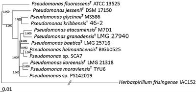 Novel Pseudomonas sp. SCA7 Promotes Plant Growth in Two Plant Families and Induces Systemic Resistance in Arabidopsis thaliana